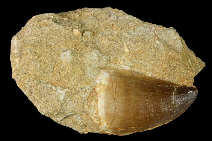 Mosasaur (Prognathodon) Tooth In Rock - Morocco #143737